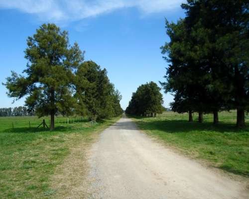 Campo rural